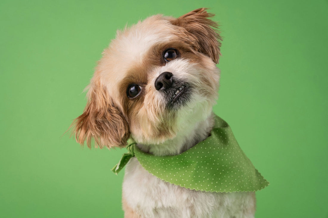 Dog Looking confused